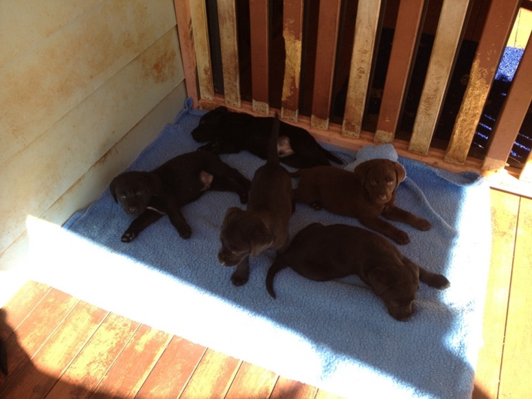 puppies 