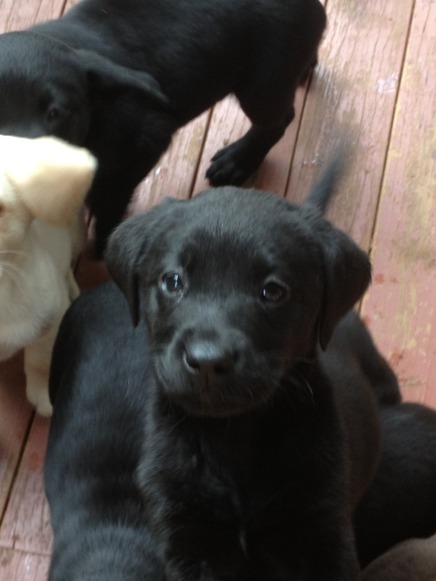 puppy male