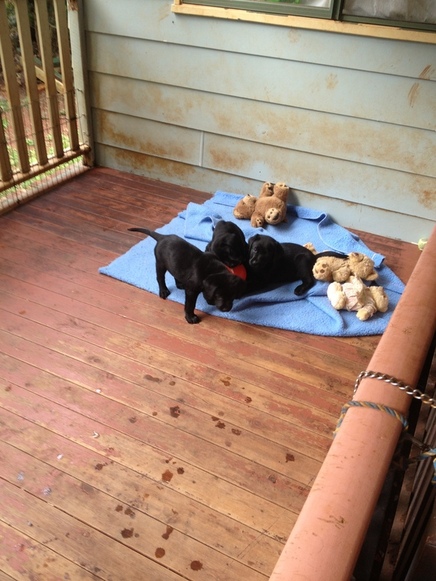 puppy play
