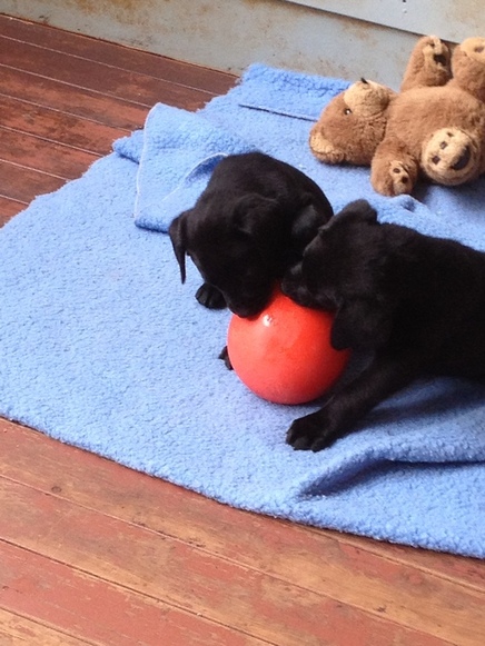 puppies playing