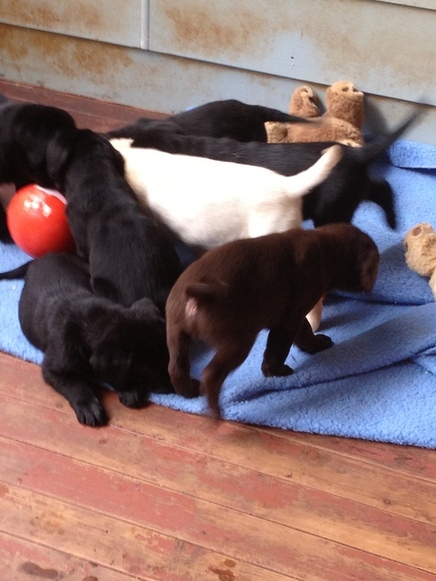 puppies 