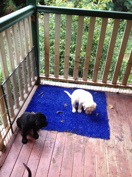 toilet training