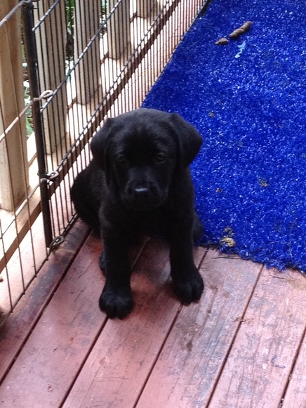 puppy female